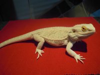 Iguana 102010 189.jpg
