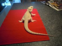 Iguana 102010 192.jpg