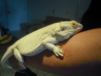 Iguana 102010 186.jpg