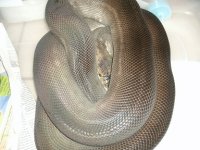 wilbur shed 001.JPG