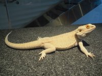 Iguana 102010 188.jpg
