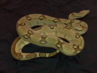 Hypo 2.jpg