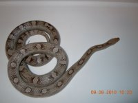 Snakes 9-9-2010 013.jpg