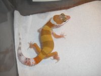 geckos2 005.jpg