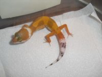 geckos2 007.jpg