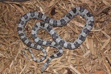 ANERY-CORN-MALE-APRIL21ST-2.jpg