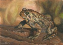toad_log.jpg