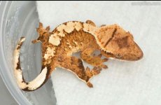 ACORANGE3.jpg