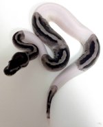 2014 Lightning Pied F.jpg