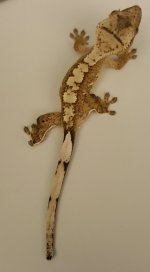 ACORANGE2.jpg
