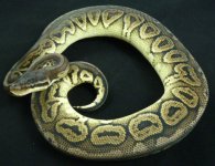 Black Pewter het Axanthic 3.jpg