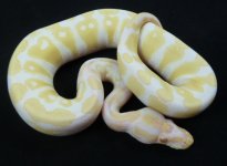 Albino het Axanthic 5.jpg