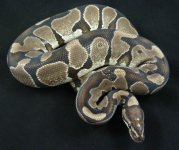 Axanthic F2 2.jpg