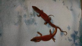red ackies.jpg