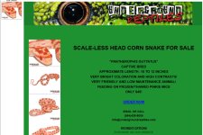 ugreptilesfalsescaless-1.jpg