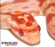ugreptilesfalsescaless-2.jpg