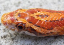 nautleycloseup.jpg