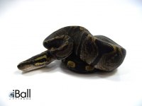 GHI_Male_103grams.jpg