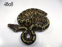 GHI_Pastel_Female_96grams.jpg