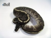 GHI_Lesser_Male_200grams.jpg
