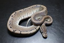 Axanthic Pinstripe male#27.jpg