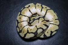 Bumblebee php male 168c.jpg