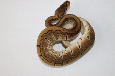 Pin het Clown male 37.jpg