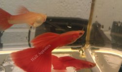 fullredalbinowatermarked.jpg
