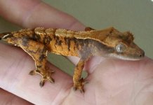 gecko 3.jpg