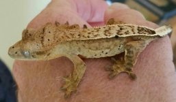 gecko 2.jpg
