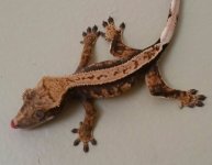 gecko 1.jpg