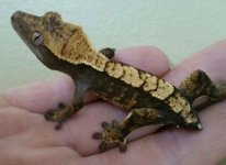 gecko 4.jpg