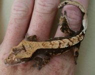 gecko 7.jpg