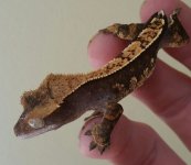 gecko 6.jpg