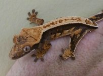 gecko 5.jpg