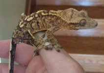 gecko 9.jpg