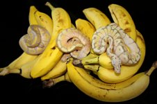 Banana ball 4.jpg