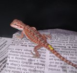 Male 1 Red leather double het 75 (2).jpg