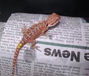 Male 1 Red leather double het75 pic 2 (2).jpg