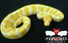 2015 Enchi Albino F1.jpg