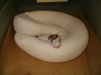 image.jpeg