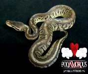 Black Pewter 100% het VPI Axanthic.jpg