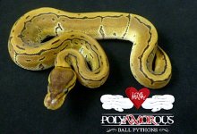 Pinstripe het VPI Axanthic F.jpg