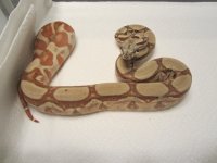 IMG_1951.jpg