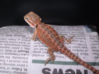 Female 1  Red double het 75 (2).jpg
