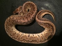 Lemonblast female 2.jpg