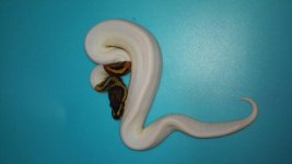 MIKES SNAKES 480.jpg MIKES SNAKES 480.jpg