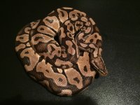 Pastel Female.jpg