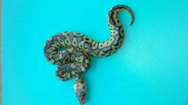 MIKES SNAKES 792.jpg MIKES SNAKES 792.jpg