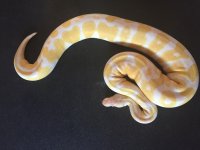 Albino Male.jpg